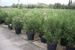 Nerium oleander 